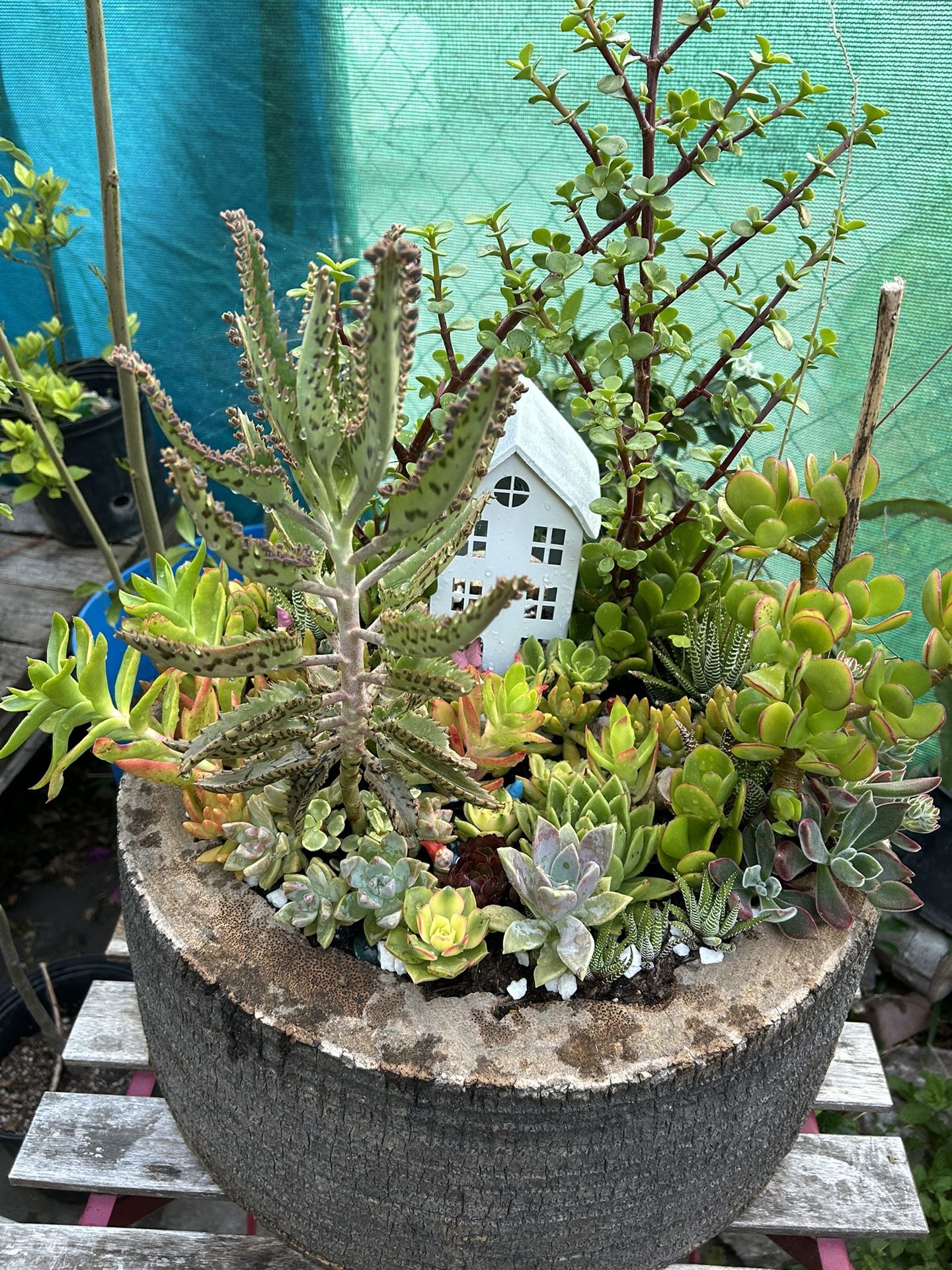Succulents Arrangements En Tronko