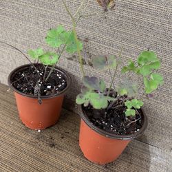 Two Small Pots Columbine Flowers, Perennial Comes Back Every Year, Easy Care, Full Sun To Partial, Two Color Blooms