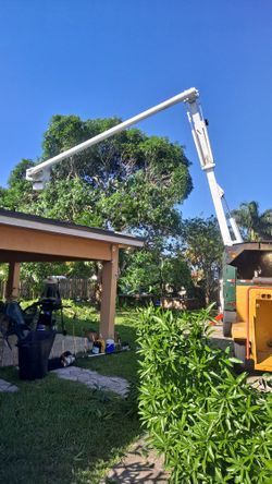 Tree ,Arboles, Palms Trimming, Poda 