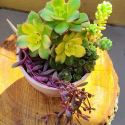 Succulent Arrangements 4"Ceramic Pot