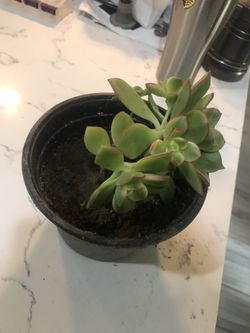 Succulent