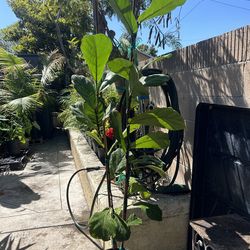 Fiddle fig