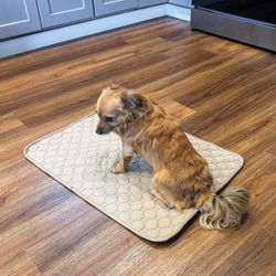 Washable/Reusable  Absorbent Dog Pad Medium (2pk)