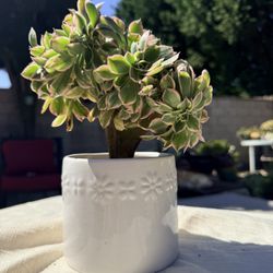 Rare Crested Aeonium Sunburst Succulent 