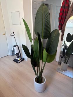 Palm plant
