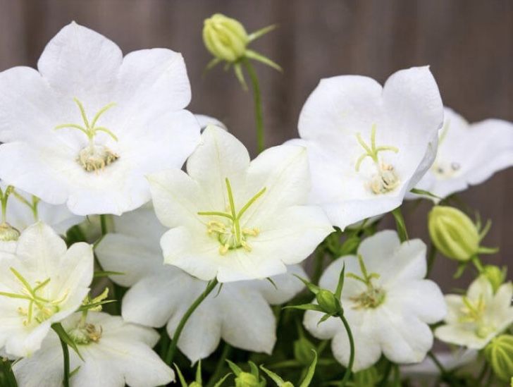 Huge Plant Sale White Bellflower for Sale in Portland, OR OfferUp