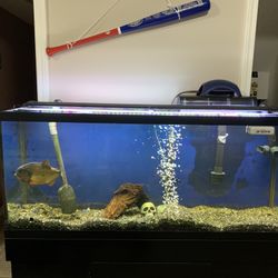 55 Gallon Fish Tank With New Stand 