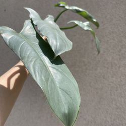 Philodendron Silver Sword Plant CUTTING- Rooted