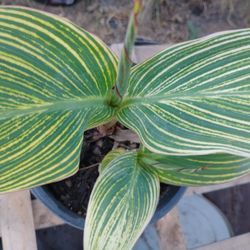 Two Striped Canna Lily Plants