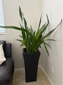 Indoor plant