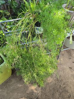 Asparagus Fern Live Plant