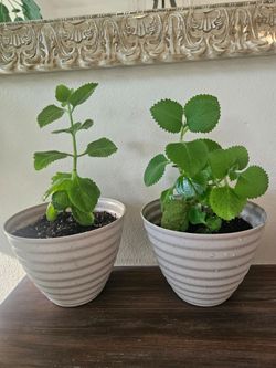 Orégano plant