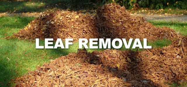 Leaves Cleanup