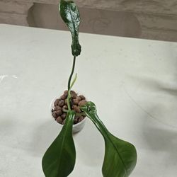 Rooted Philodendron Joepii