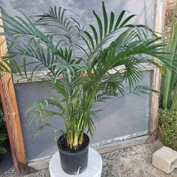 Cat Palm  Plant 10" Pot 3.7ft Tall