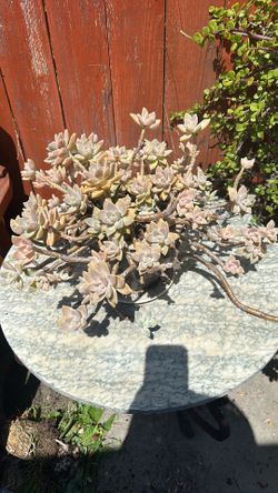 Beautiful and healthy succulent plant
