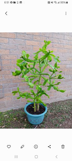 Planta de nopal pequeno