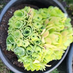 Succulents Plants XL GIANT CLUSTER Inside Of A 25 Gallon Pot Pick Only 