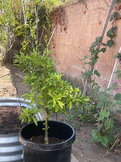 Kumquat tree