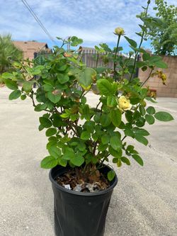 Live Rose Plant Peach Avalanche 2 gallons ready for 5 gallons