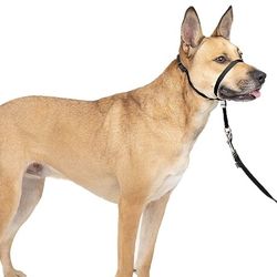 PetSafe Gentle Leader No-Pull Dog Headcollar