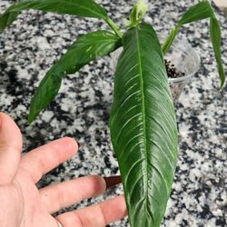  Philodendron campii 'Lynette' [Long Leaf]