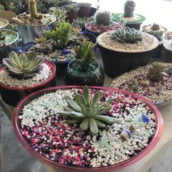 Cactus Y Succulents 