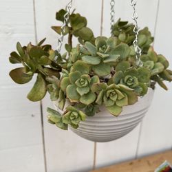 Deco Pot  Succulent And Jade  Plants Hanging Arrangement 