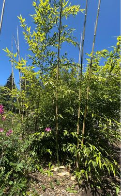 Phyllostachys nigra black bamboo