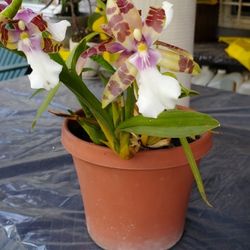 Orchid