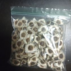 MORINGA