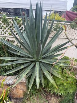 Blue Weber agave