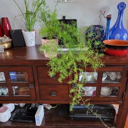 Asparagus Fern