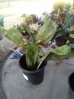 Large Blooming Prickly Pear Cactus in Pot – Rare Variety, Actively Flowering!