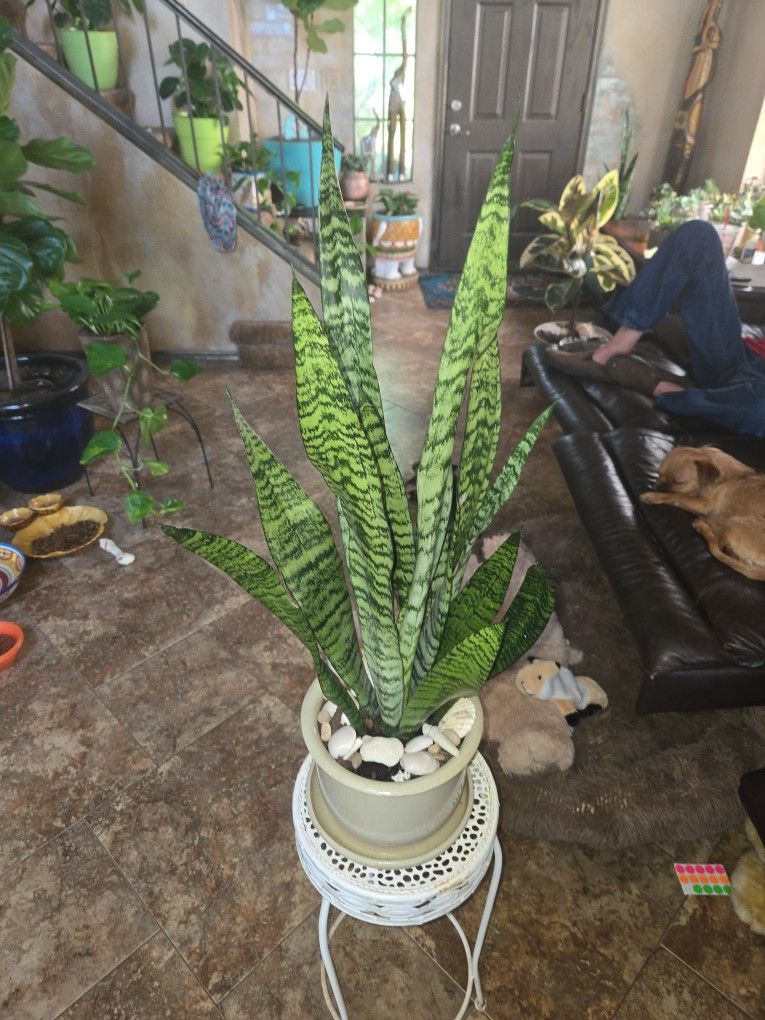 2ft 9in Sansevieria Snake Plants In New Ceramic Pot With Shells And Stones 
