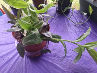 Potho Wandering Inch small pot Assortment