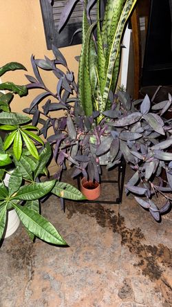 Purple Tradescantia Live Plant/snake plant