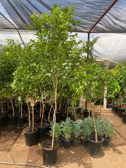 Arboles Citricos limon mexicano y más $45