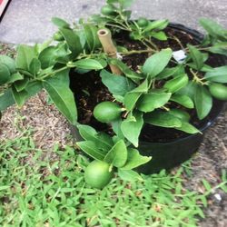 Plant De Key Limon - Limon Criollos $35.00