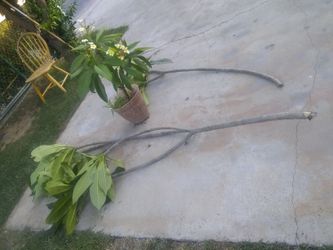 Plumeria /Frangipani