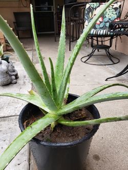 Aloevera (Sabila)