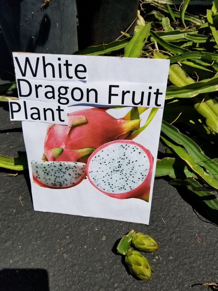 White Dragon Fruit Plants Cutting $2 each