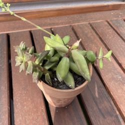 Succulent