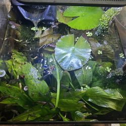 Tropical Aquarium 