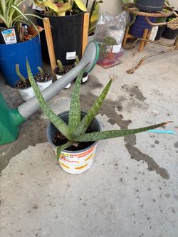 Aloe