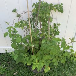 Red Raspberry Bush With Fruit ( 7 Galon Pot) Ready To Bear Fruit