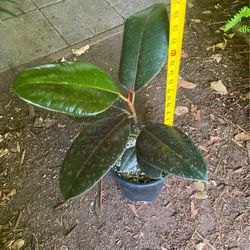One Gallon Pot Burgundy Rubber Plant, Sale$25each/was$30each, 95817 