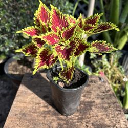 Coleus Plants 