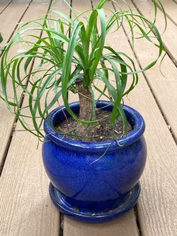Plant with ceramic pot