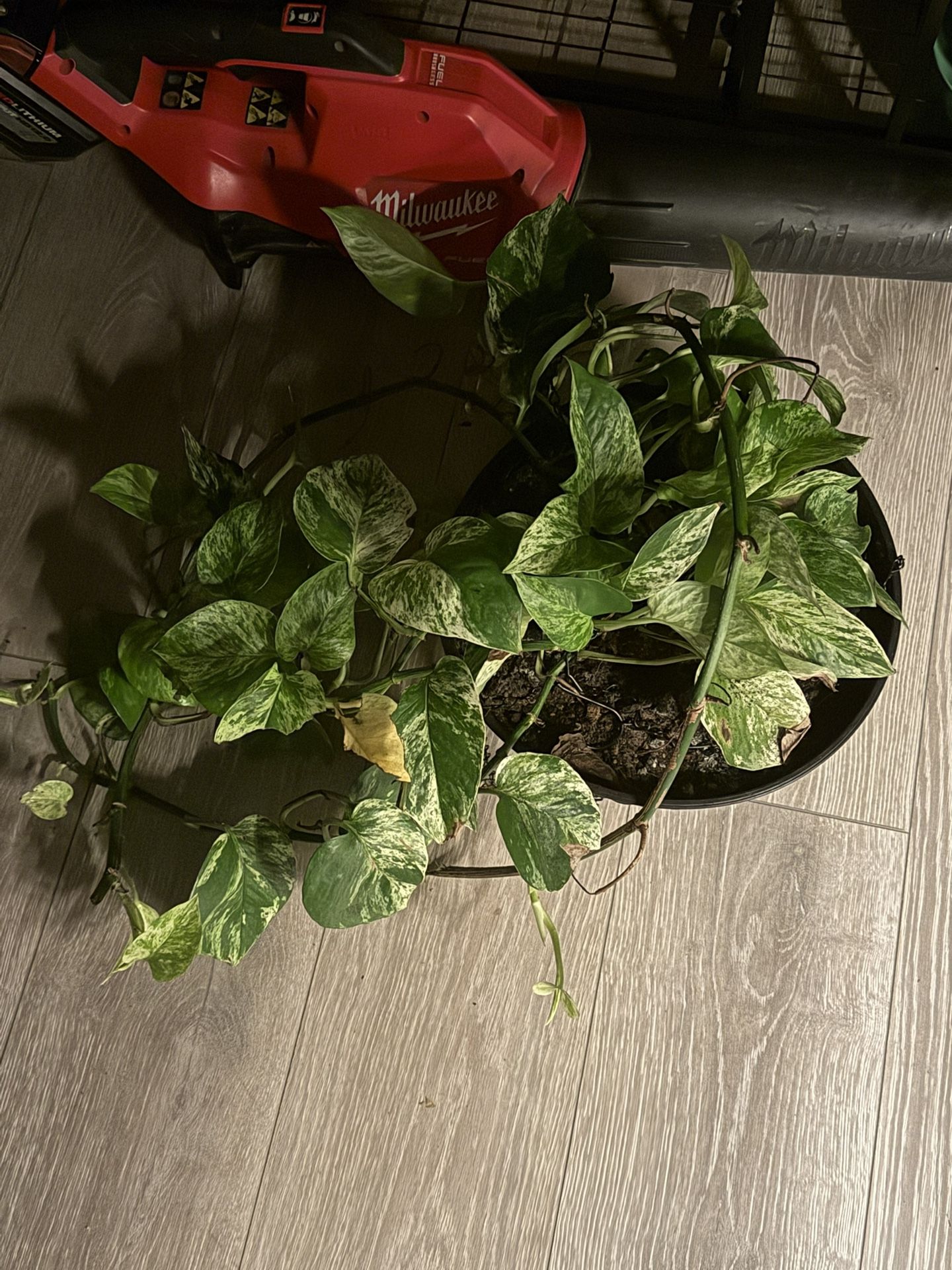 Marble Queen Pothos